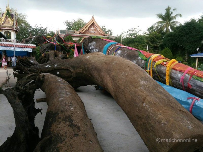 ชาวอ.สูงเนิน กู้"ตะเคียนยักษ์"กว่า100ปี จากลำตะคอง ผลักดันเป็นแหล่งท่องเที่ยวเชิงนิเวศ | https://tookhuay.com/ เว็บ หวยออนไลน์ ที่ดีที่สุด หวยหุ้น หวยฮานอย หวยลาว
