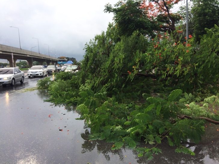 ฝนตก ต้นไม้ล้ม ขวางถนน
