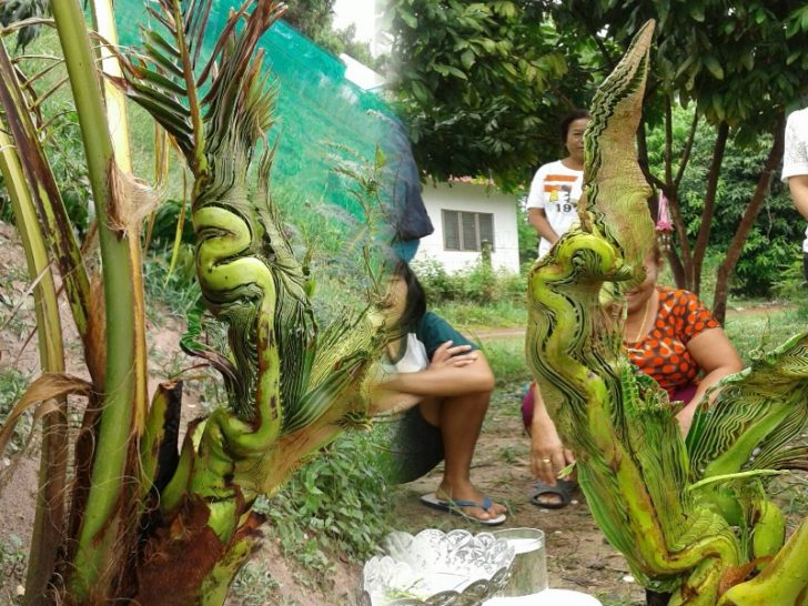 phayanak