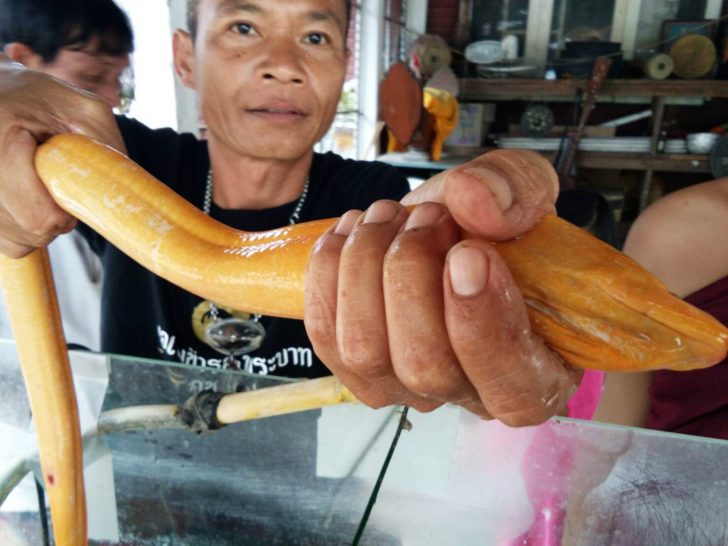 ปลาไหล_1