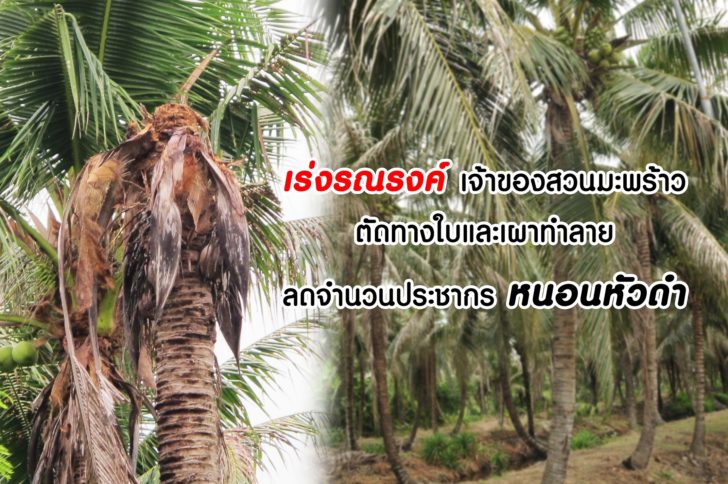 หนอนหัวดำ1111