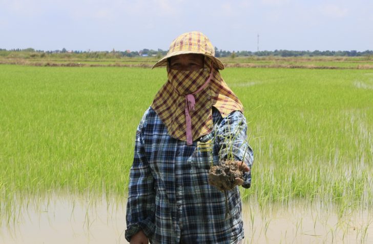 ชาวนา ท้องนา