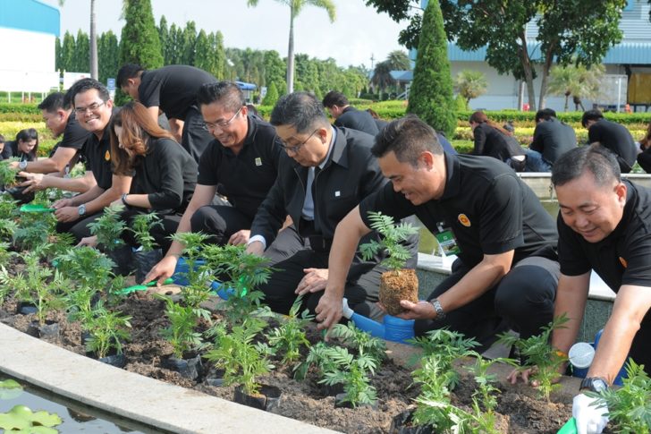 Korat (4)