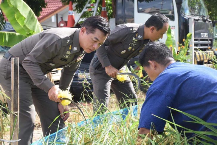 ข้าว1