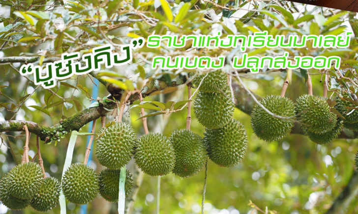 ทุเรียน