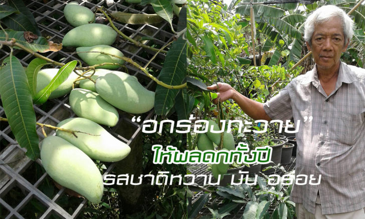 มะม่วง