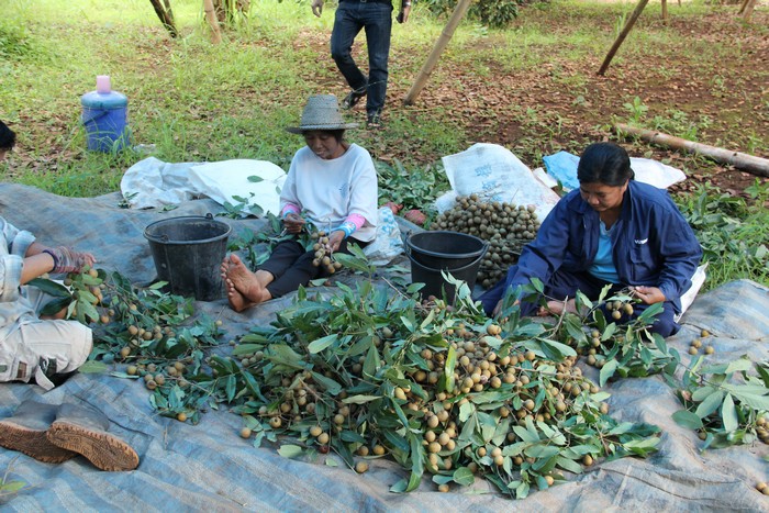 ลำไย