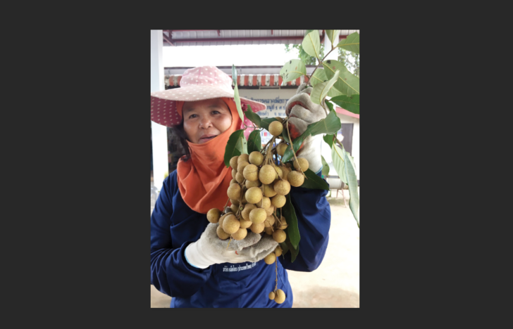 ลำไย1