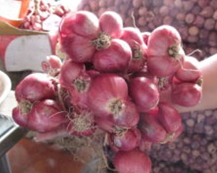 หัวหอมใหญ่