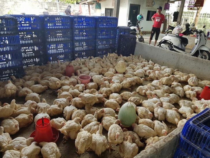 ไก่