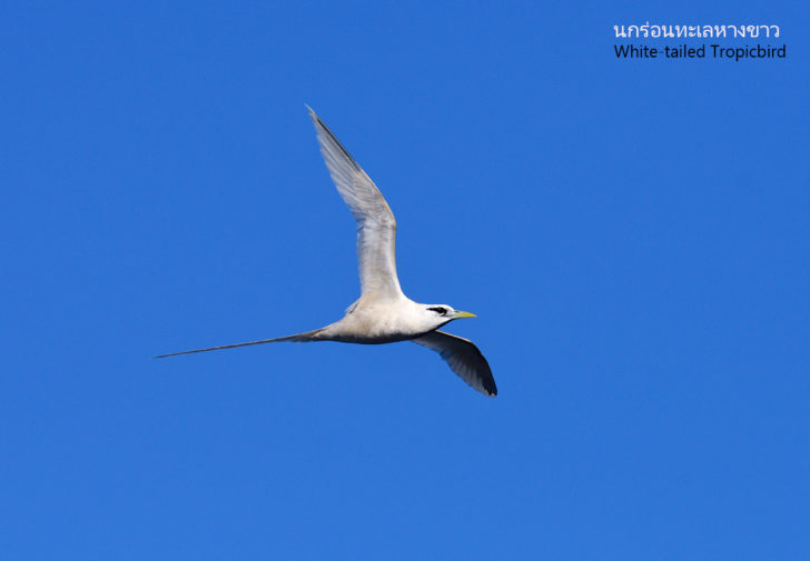 Tropicbird-White-tailed--20170814-2593