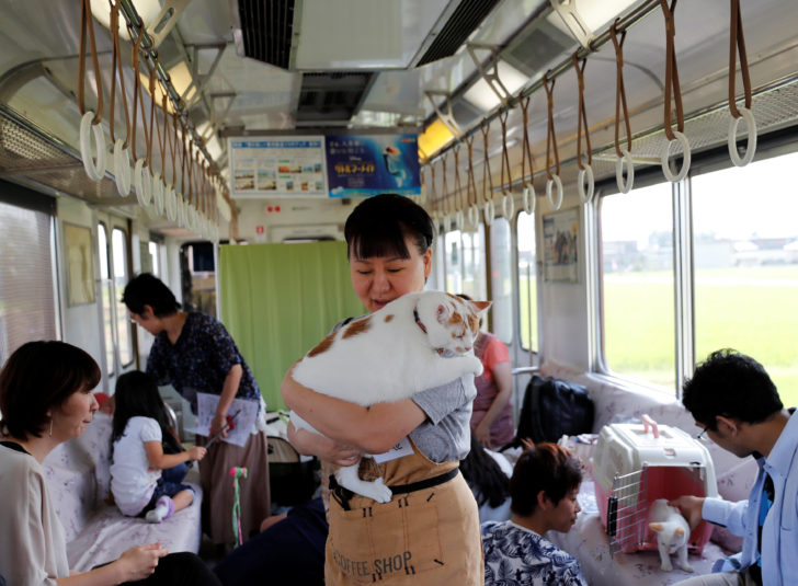 Organising staff member holds cat in train cat cafe in Ogaki