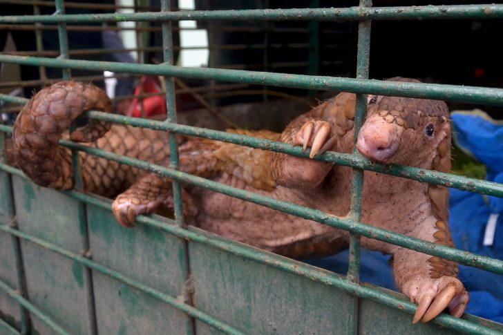 INDONESIA-ANIMAL-CONSERVATION-PANGOLINS