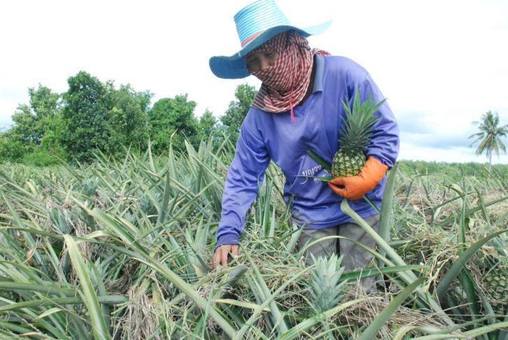สับปะรด