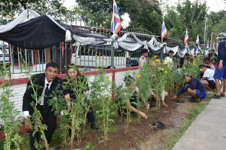 ดาวเรือง03