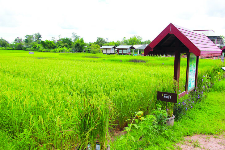 ภูพาน12