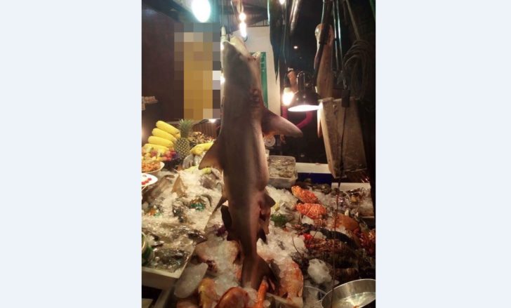 ร้านห้อยฉลาม