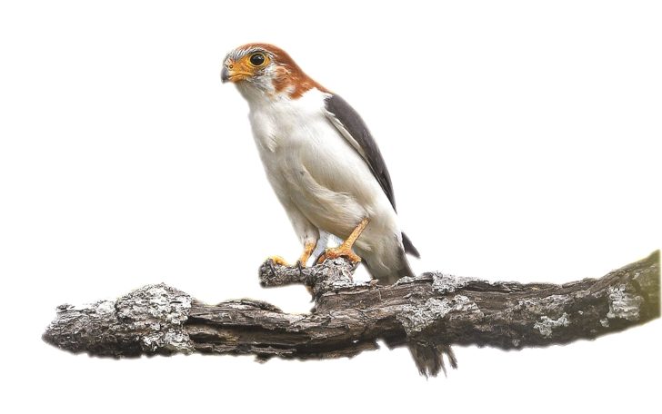 falcon-white-rumped-f-20170203_CKA8491