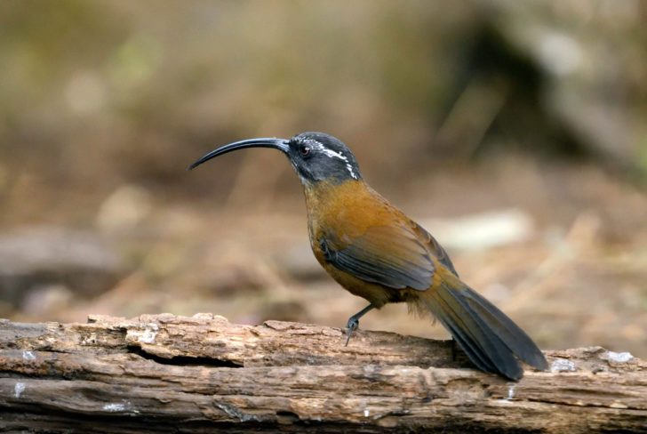scimitar-babbler-sickle-billed-20171230-BHL_CKA2155