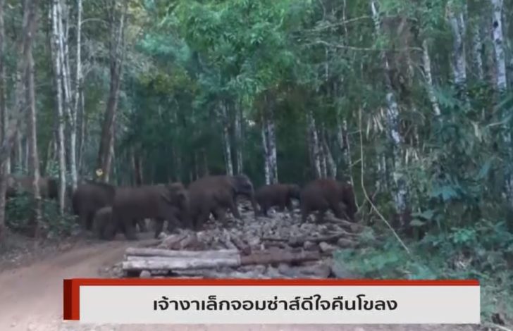 ช้างคืนโขลง