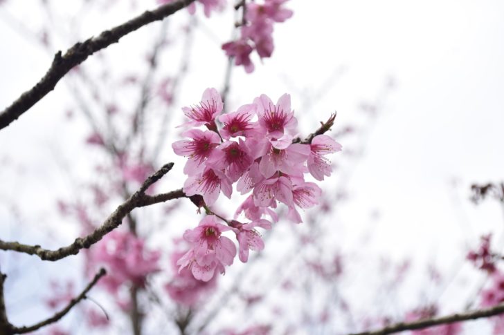 ภูลมโล