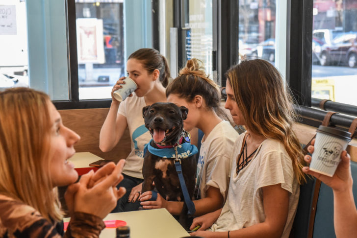 People and dogs spend time in a new dog cafe called Boris and Horton in New York City
