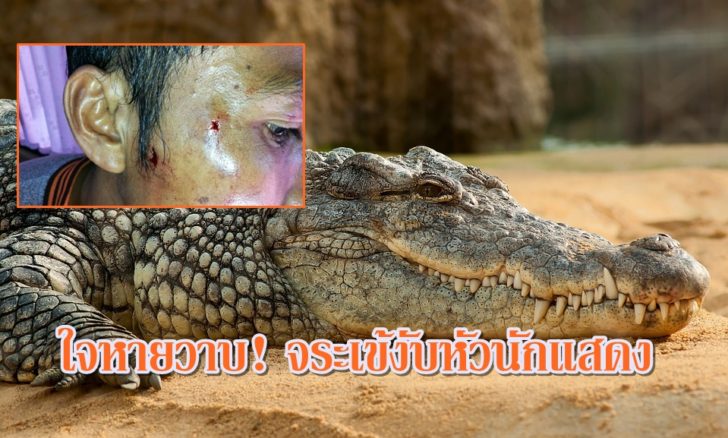 nile-crocodile-245013_960_720