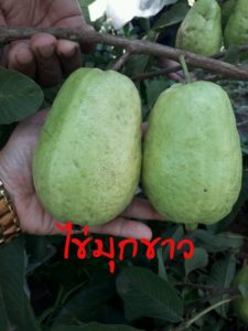 ตำรวจหนุ่มสุโขทัย ปลูกฝรั่งเสริมงานประจำ เน้นพันธุ์แปลกใหม่ ไส้แดง เนื้อกรอบ ถูกปากคนไทย ตำรวจหนุ่มสุโขทัย ปลูกฝรั่งเสริมงานประจำ เน้นพันธุ์แปลกใหม่ ไส้แดง เนื้อกรอบ ถูกปากคนไทย