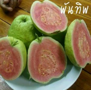 ตำรวจหนุ่มสุโขทัย ปลูกฝรั่งเสริมงานประจำ เน้นพันธุ์แปลกใหม่ ไส้แดง เนื้อกรอบ ถูกปากคนไทย ตำรวจหนุ่มสุโขทัย ปลูกฝรั่งเสริมงานประจำ เน้นพันธุ์แปลกใหม่ ไส้แดง เนื้อกรอบ ถูกปากคนไทย