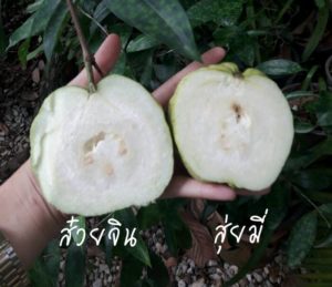ตำรวจหนุ่มสุโขทัย ปลูกฝรั่งเสริมงานประจำ เน้นพันธุ์แปลกใหม่ ไส้แดง เนื้อกรอบ ถูกปากคนไทย ตำรวจหนุ่มสุโขทัย ปลูกฝรั่งเสริมงานประจำ เน้นพันธุ์แปลกใหม่ ไส้แดง เนื้อกรอบ ถูกปากคนไทย