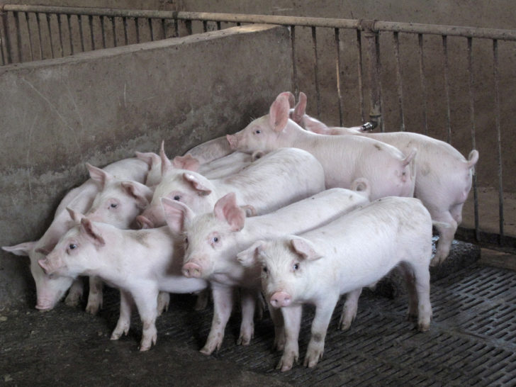 FILE PHOTO: Pigs are seen at a farm in Neihuang county