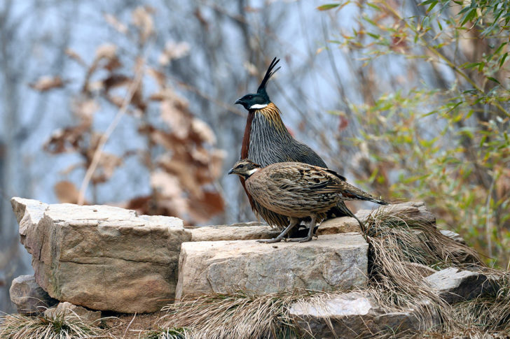 Pheasant-Koklass-180220_152713-Lushan