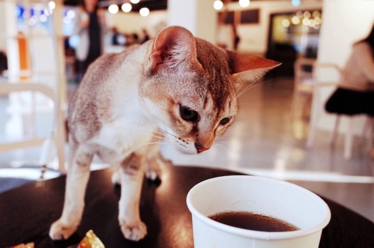 คาเฟ่แมว