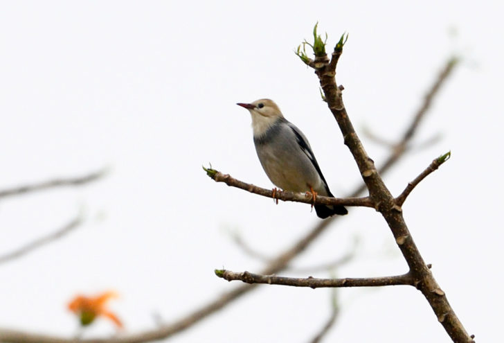starling-red-billed-m--180309_วัดศรีเวียงคำ