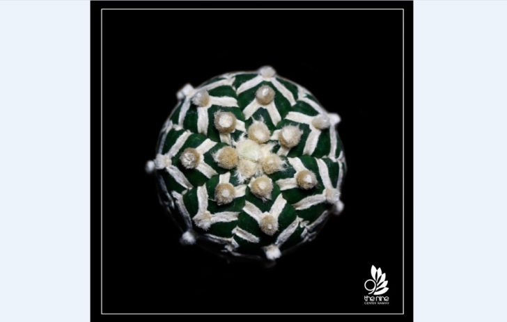 the nine pic ASTROPHYTUM