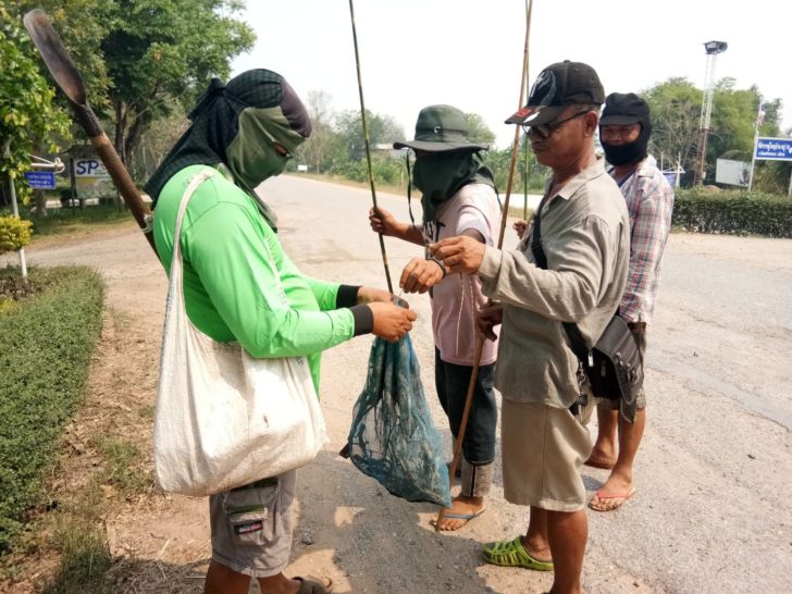 กะปอม