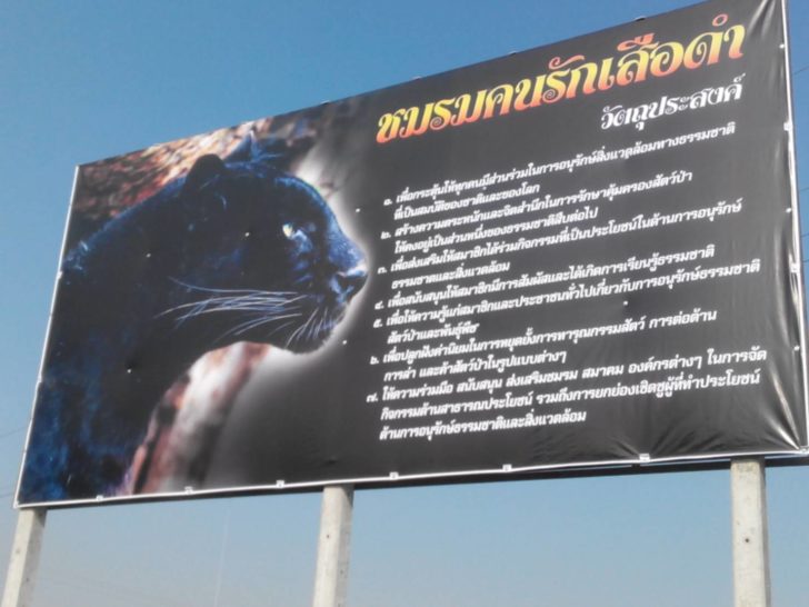 กาญจนบุรี ชมรักคนรักเสือดำขึ้นป้าย