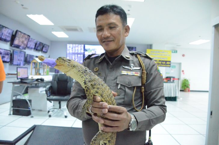จระเข้ (2)
