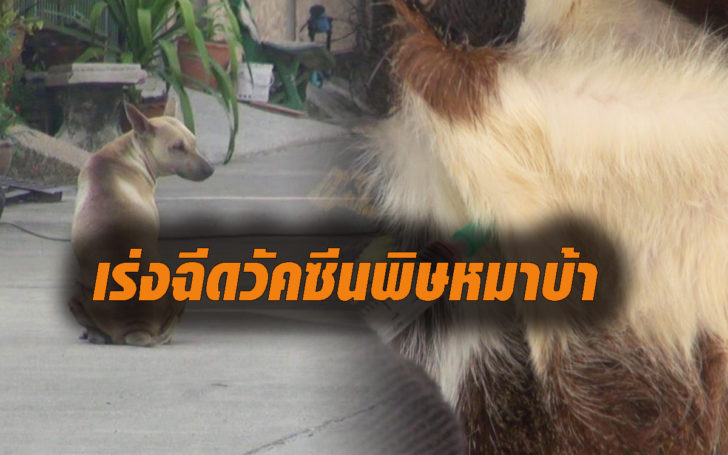 ฉีดฟดด1