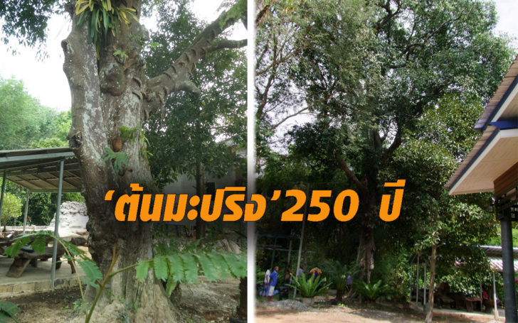ต้นมะปริง