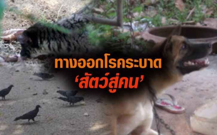 ทางออกโรคระบาดสัตว์สุ่คน