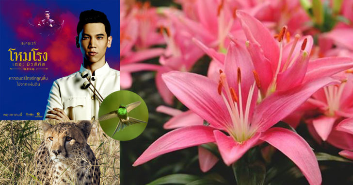 ปลัก14