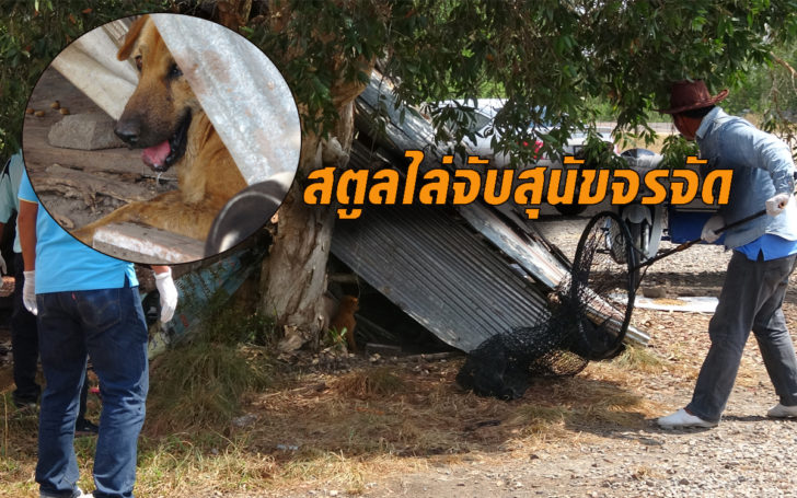 สุนัขจรจัด11