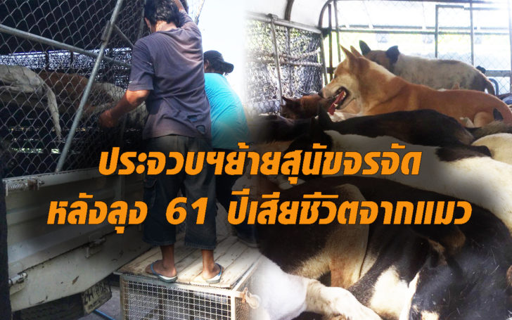 สุนัขจรย้ายจากหัวหิน