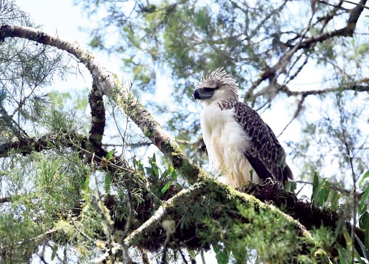 eagle-philippines-20180513-cinchona-forest