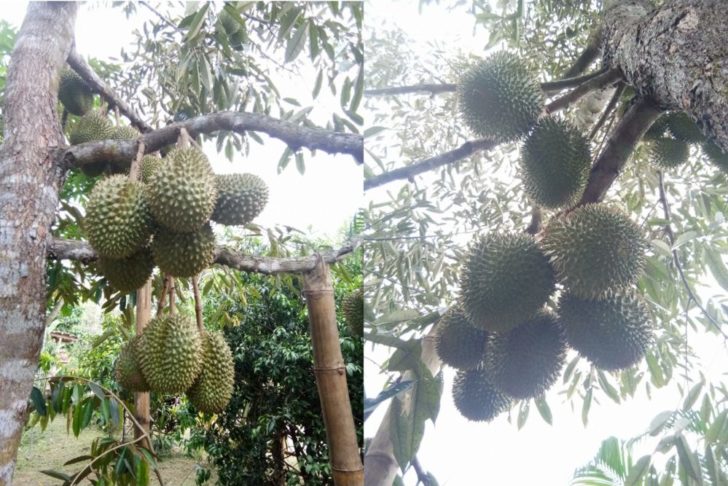 ทุเรียน