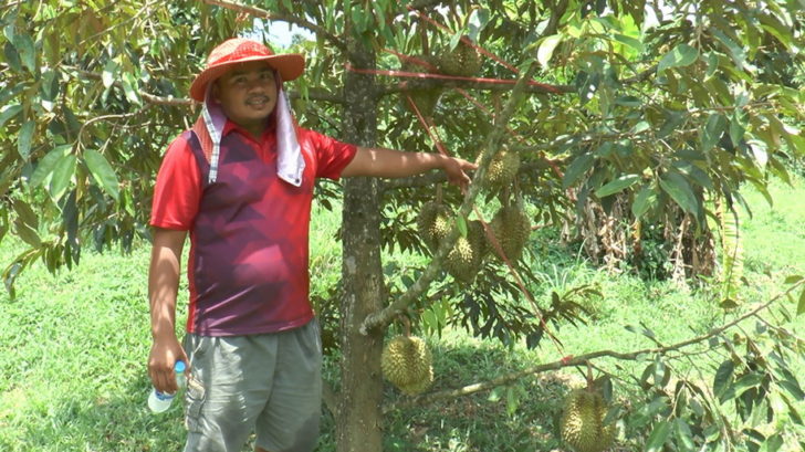 ทุเรียนต้นเตี้ย