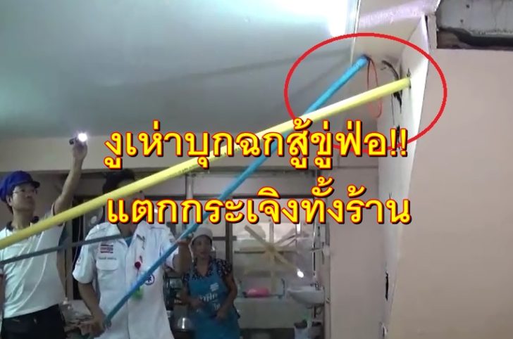 ปกงูเห่า