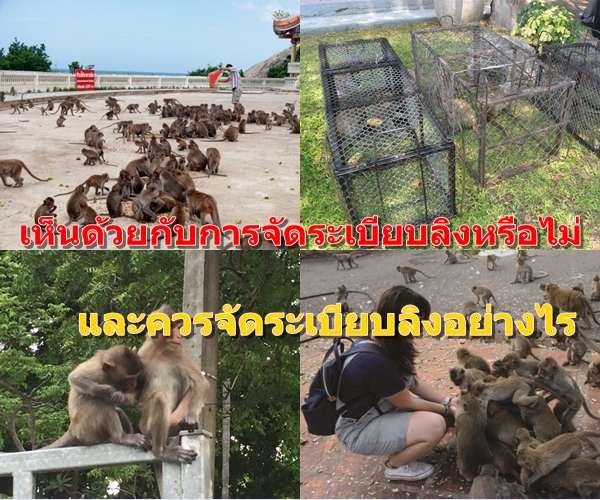 ลิง