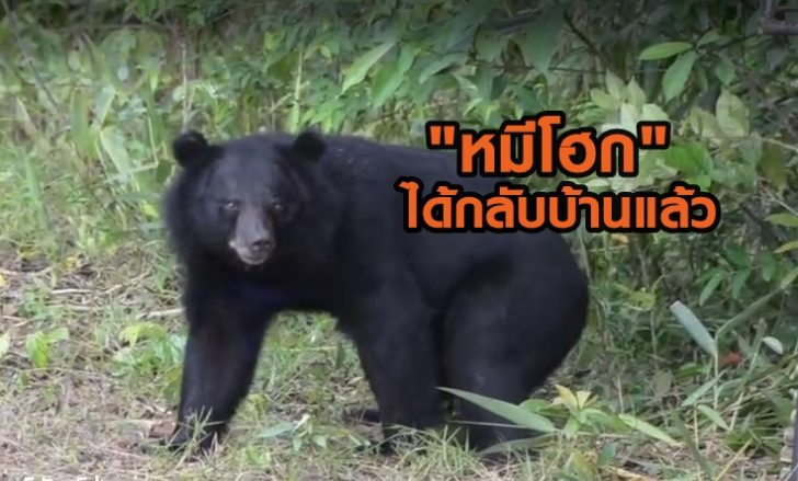หมีโฮกโอเช